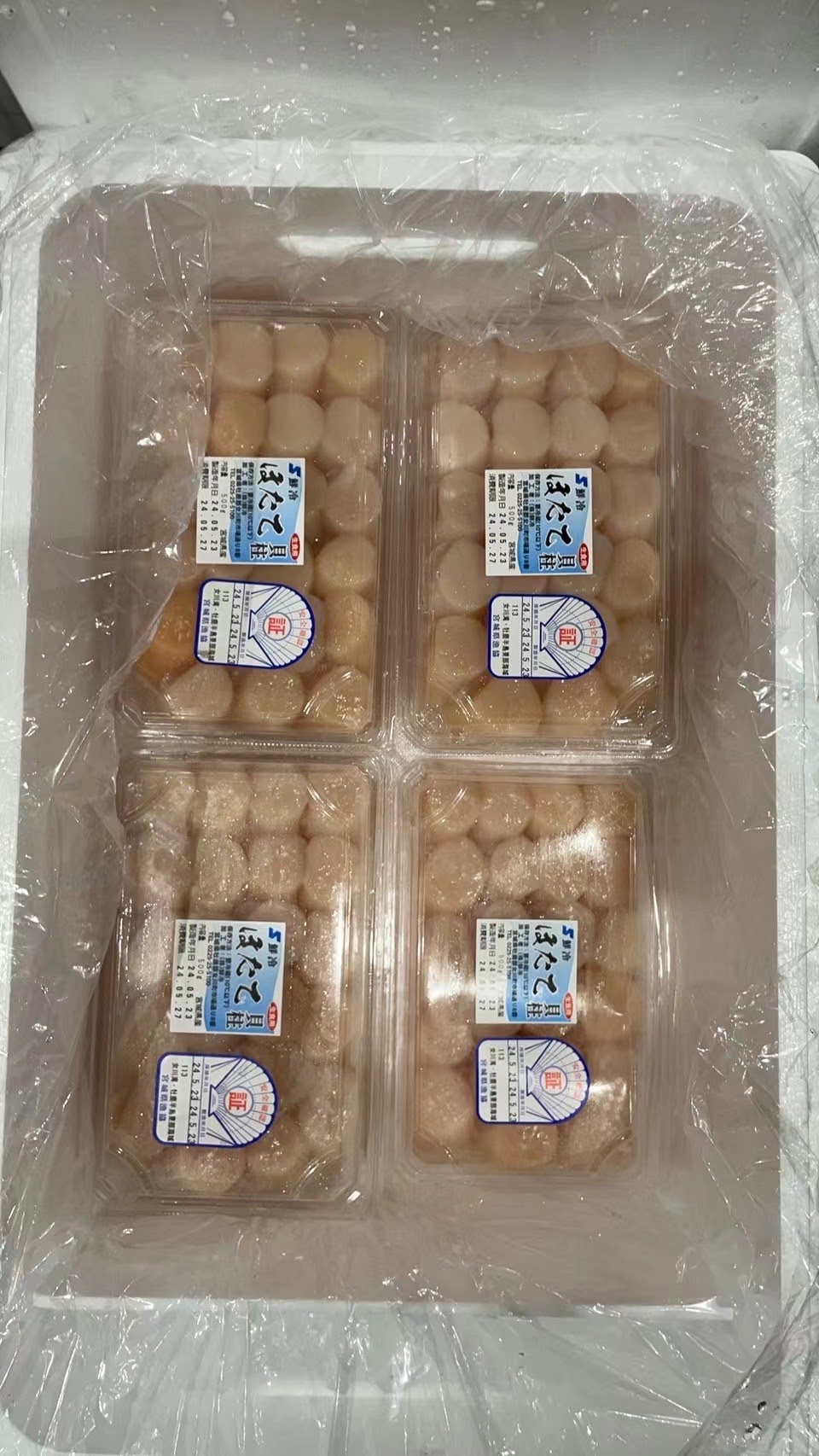 日本北海道帆立貝 Hotate