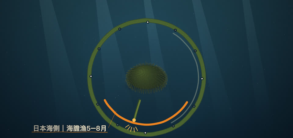 被咬鬆的昆布葉邊捲成圓環，羅臼的冬春弧和日本海側的夏天弧先後亮起